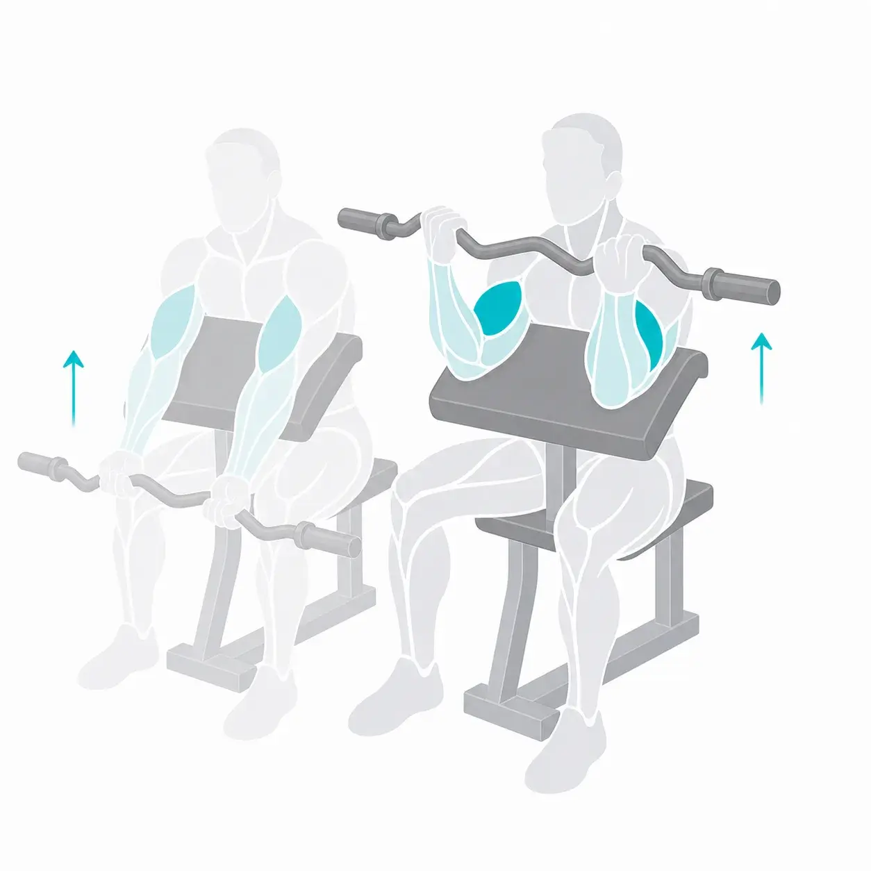Illustration of a preacher curl, showing the start and end positions