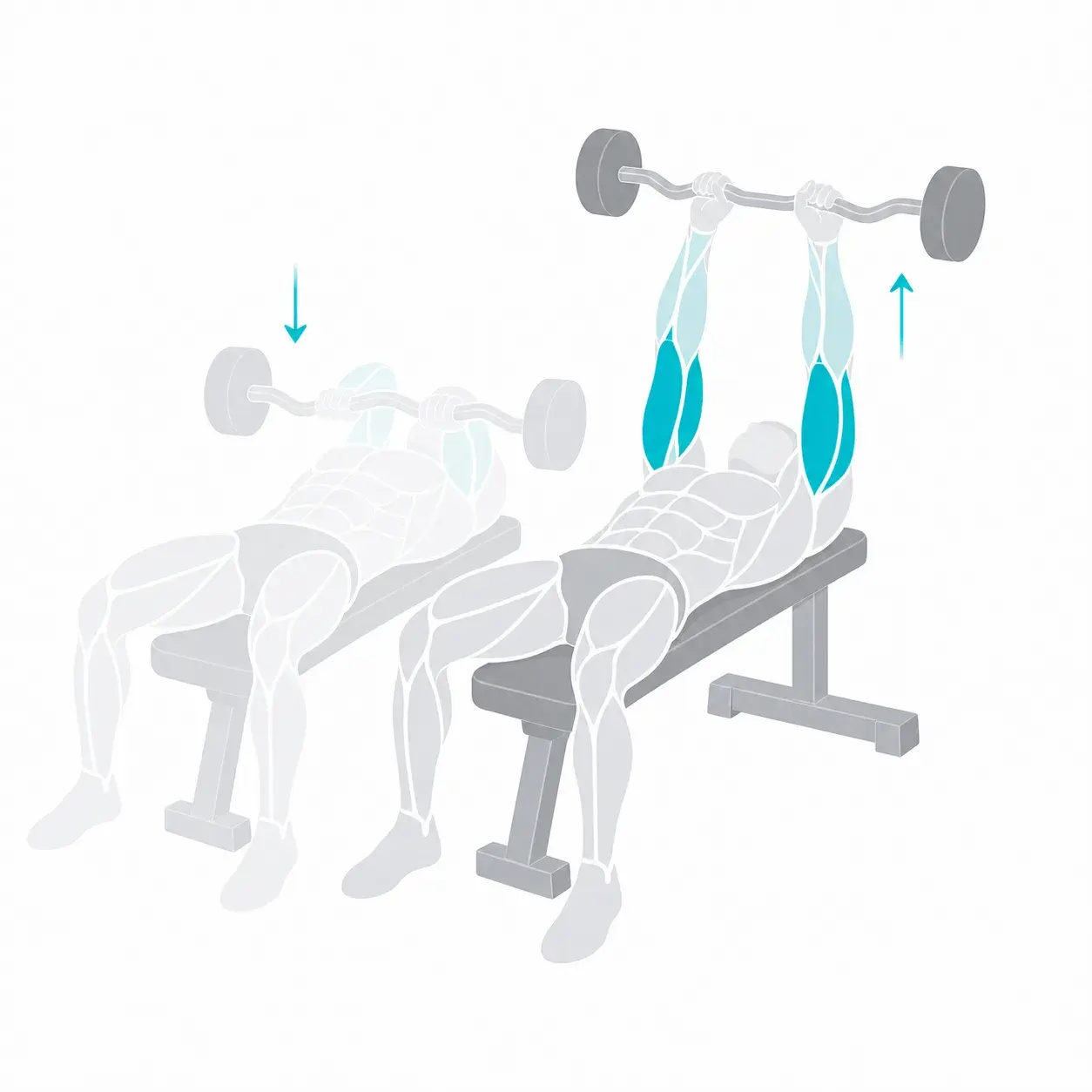 Illustration of a skull crusher, showing the start and end positions