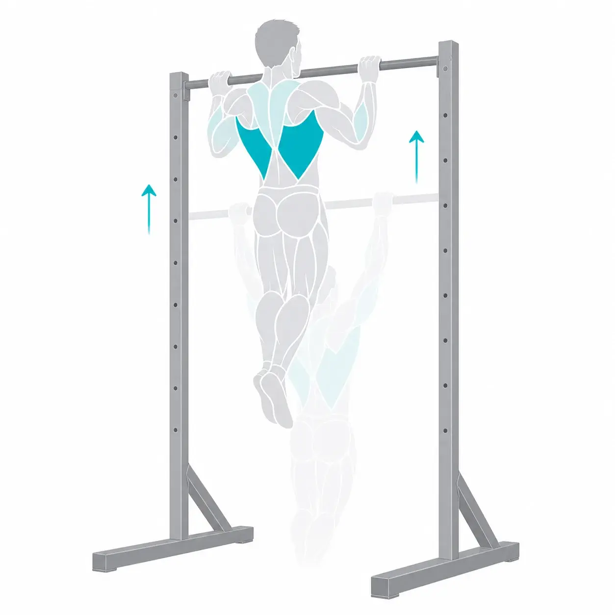 Illustration of a pull-up, showing the start and end positions