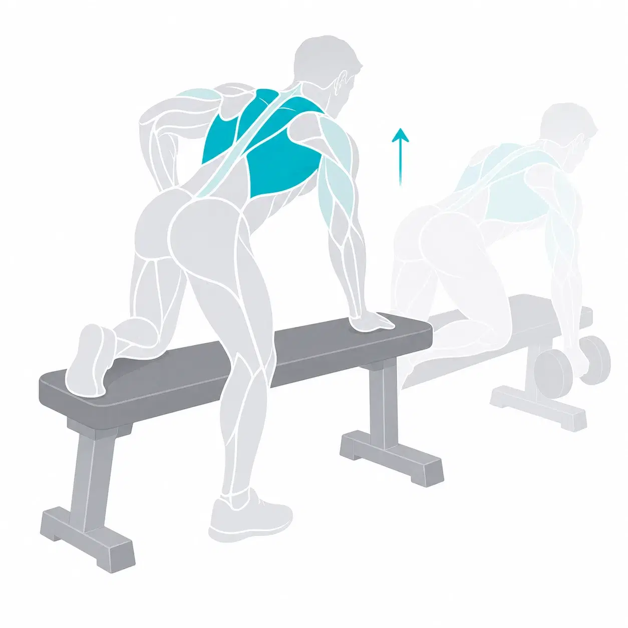 Illustration of a dumbbell row, showing the start and end positions