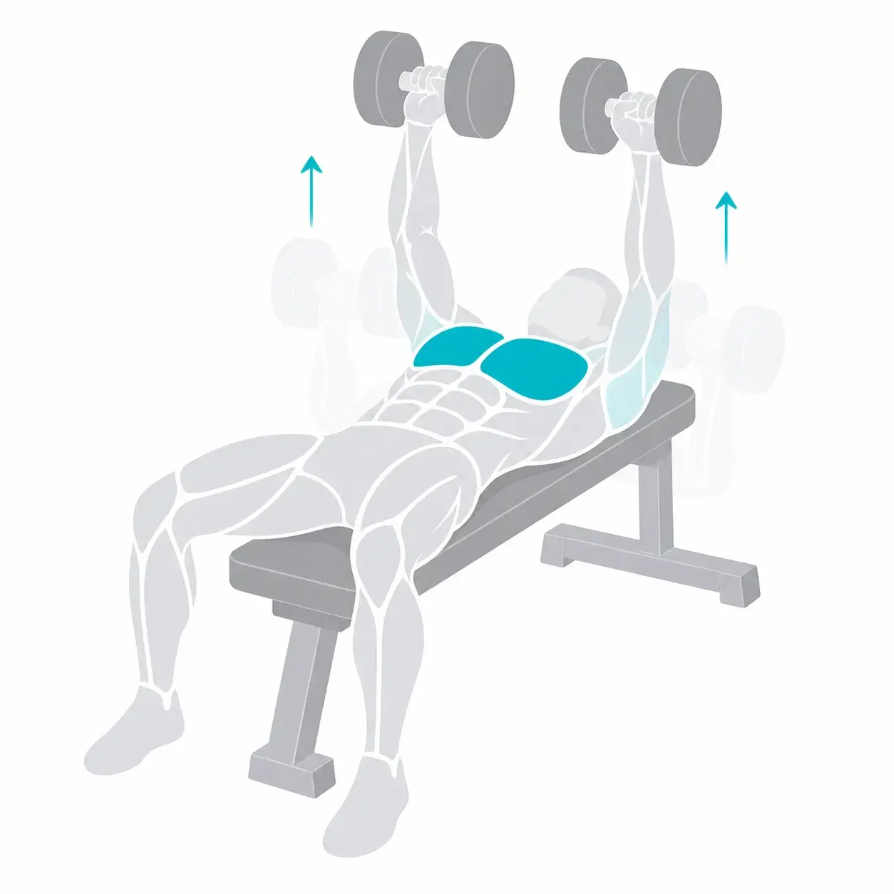 Illustration of a dumbbell bench press, showing the start and end positions
