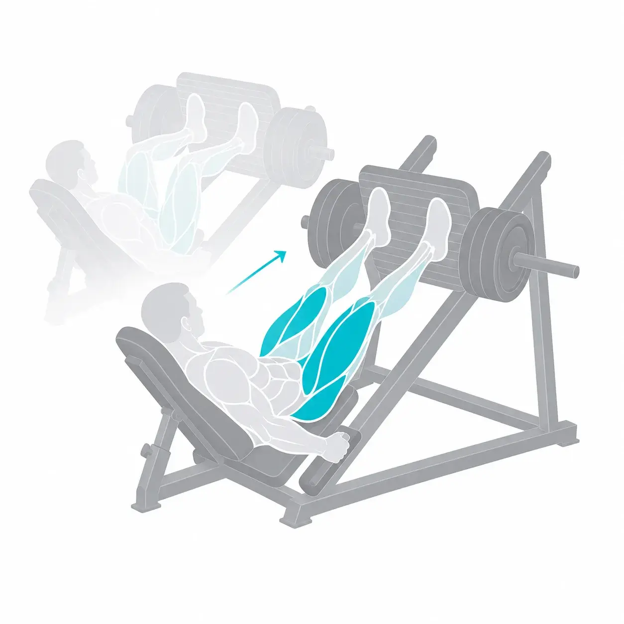 Illustration of a leg press, showing the start and end positions