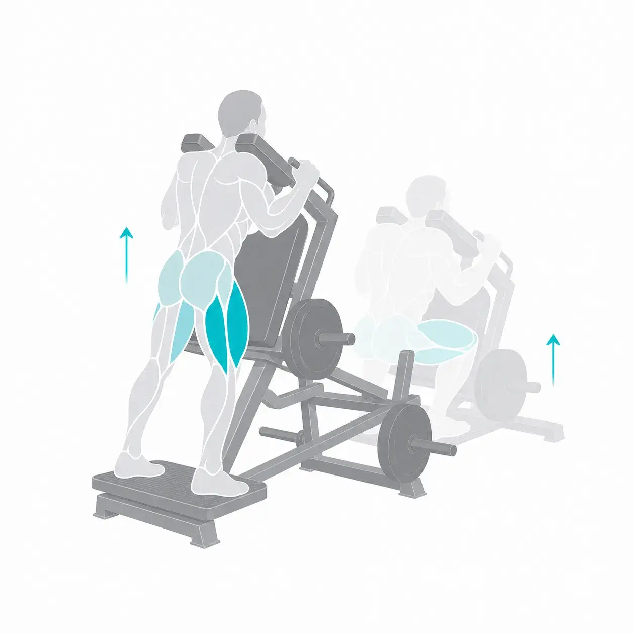 Illustration of a hack squat, showing the start and end positions