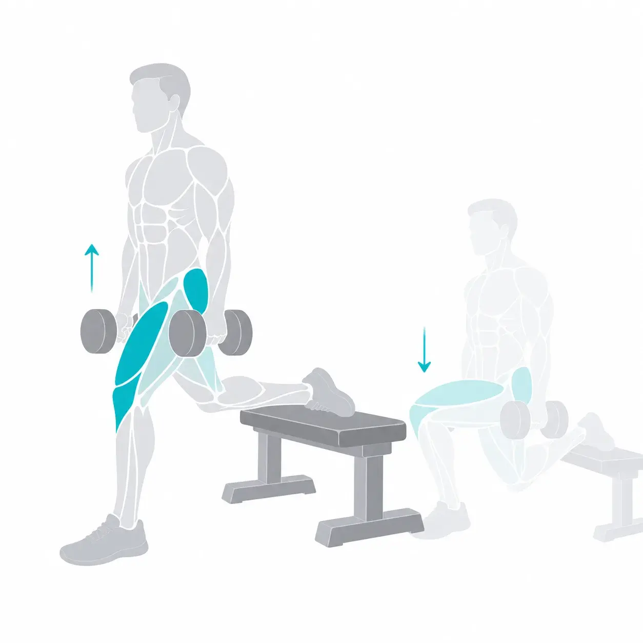Illustration of a Bulgarian split squat, showing the start and end positions