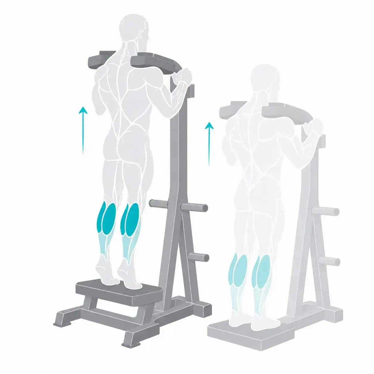 Illustration of a calf raise, showing the start and end positions