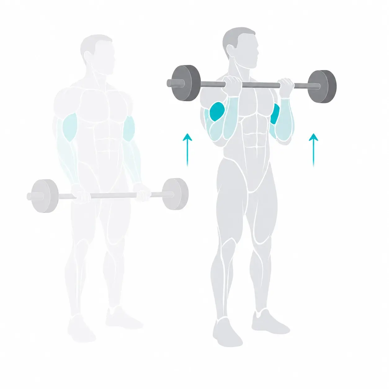 Illustration of a barbell curl, showing the start and end positions