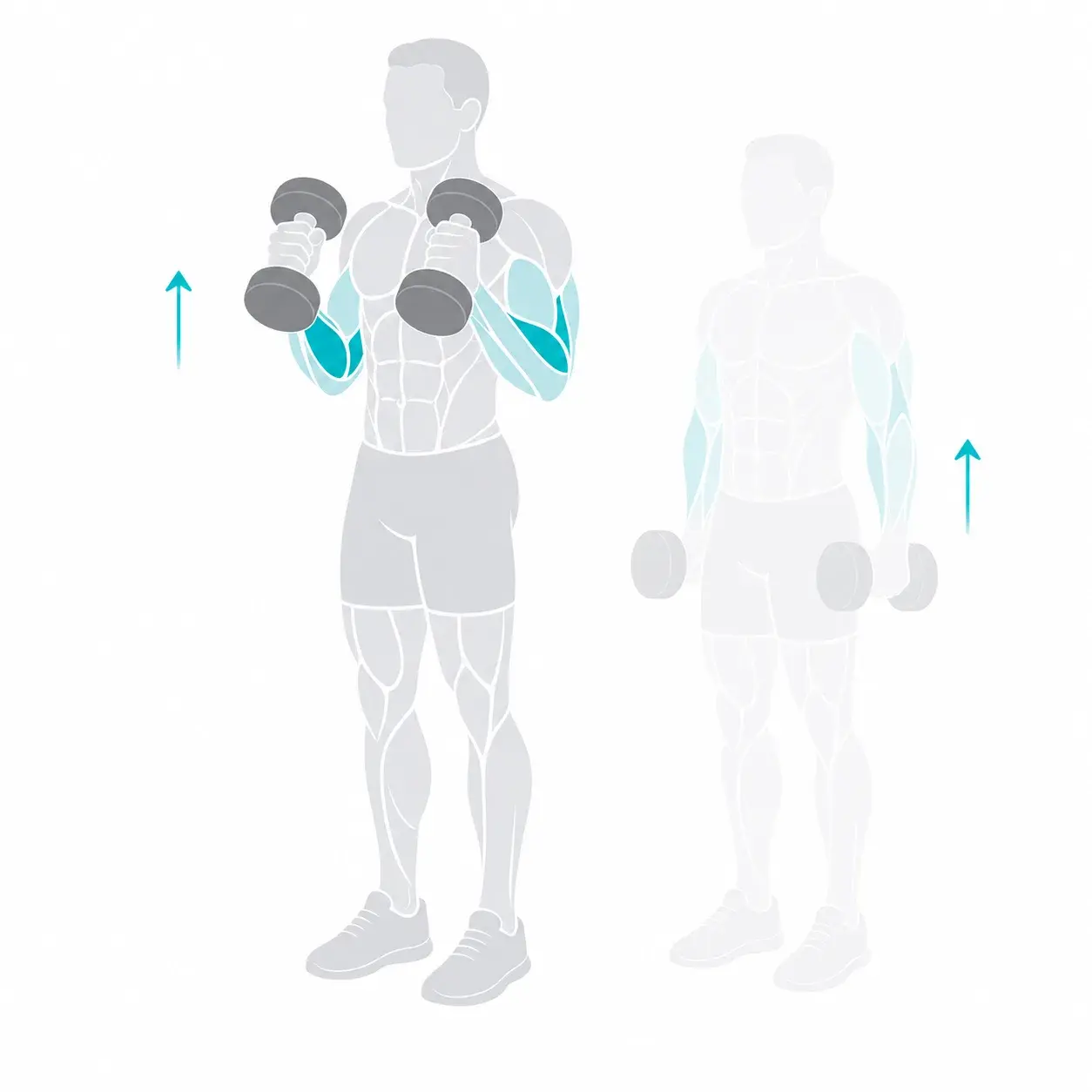 Illustration of a hammer curl, showing the start and end positions
