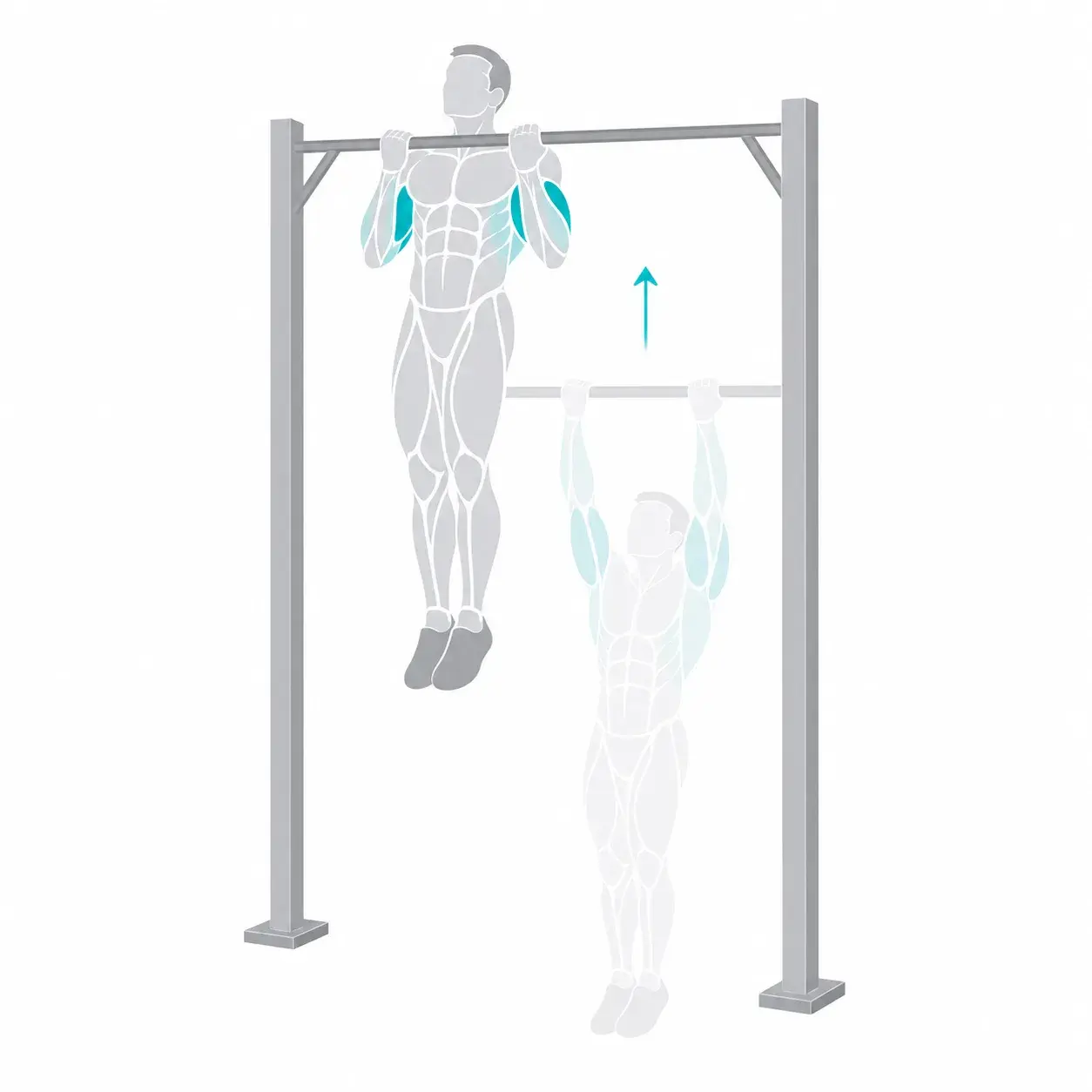 Illustration of a chin-up, showing the start and end positions