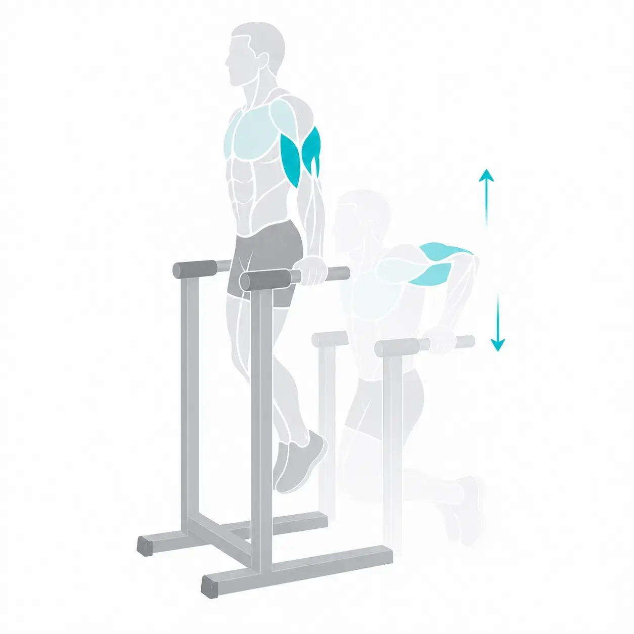 Illustration of a dip, showing the start and end positions