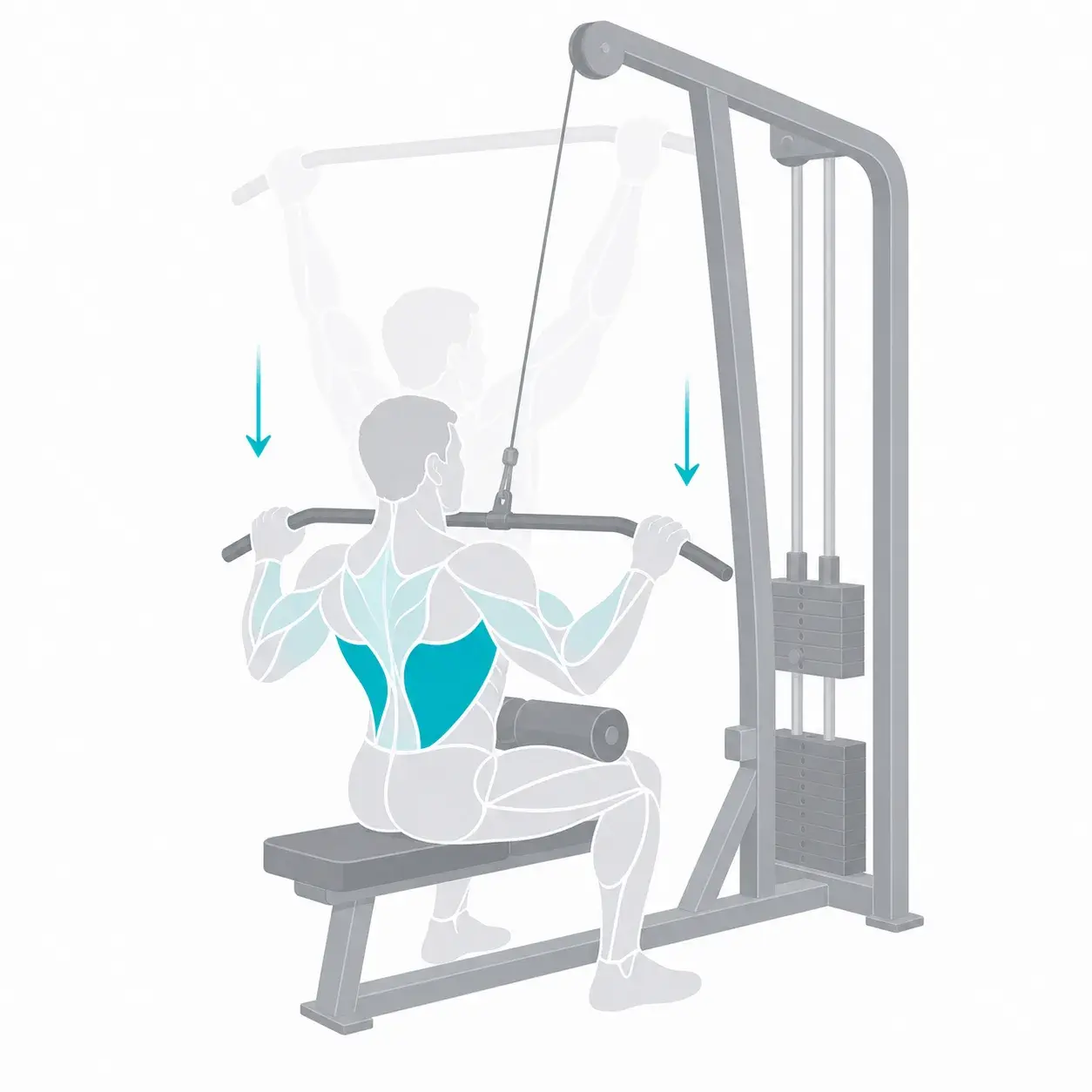 Illustration of a lat pulldown, showing the start and end positions