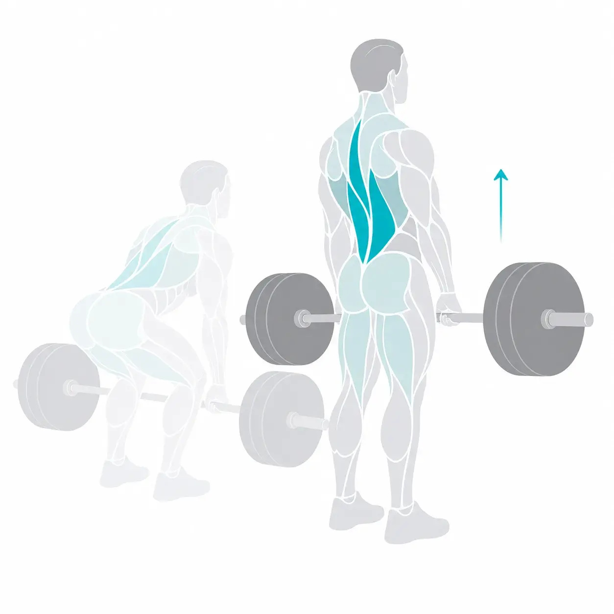 Illustration of a deadlift, showing the start and end positions
