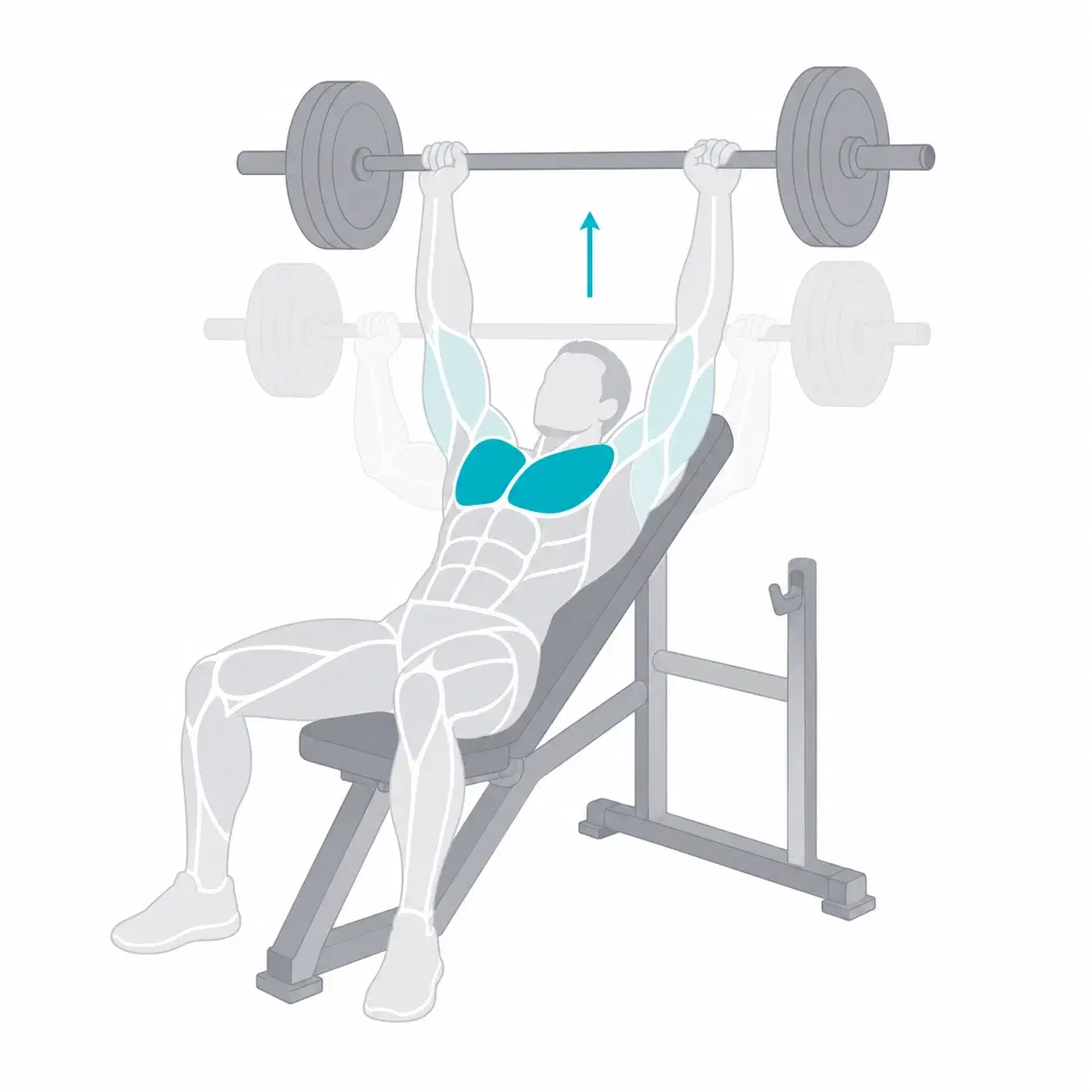 Illustration of an incline bench press, showing the start and end positions