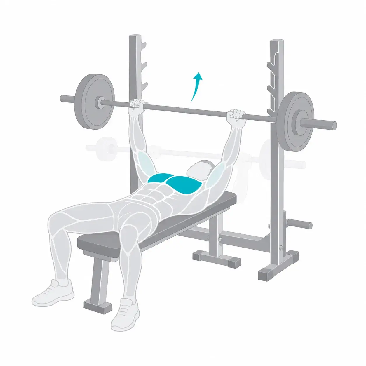 Illustration of a bench press, showing the start and end positions