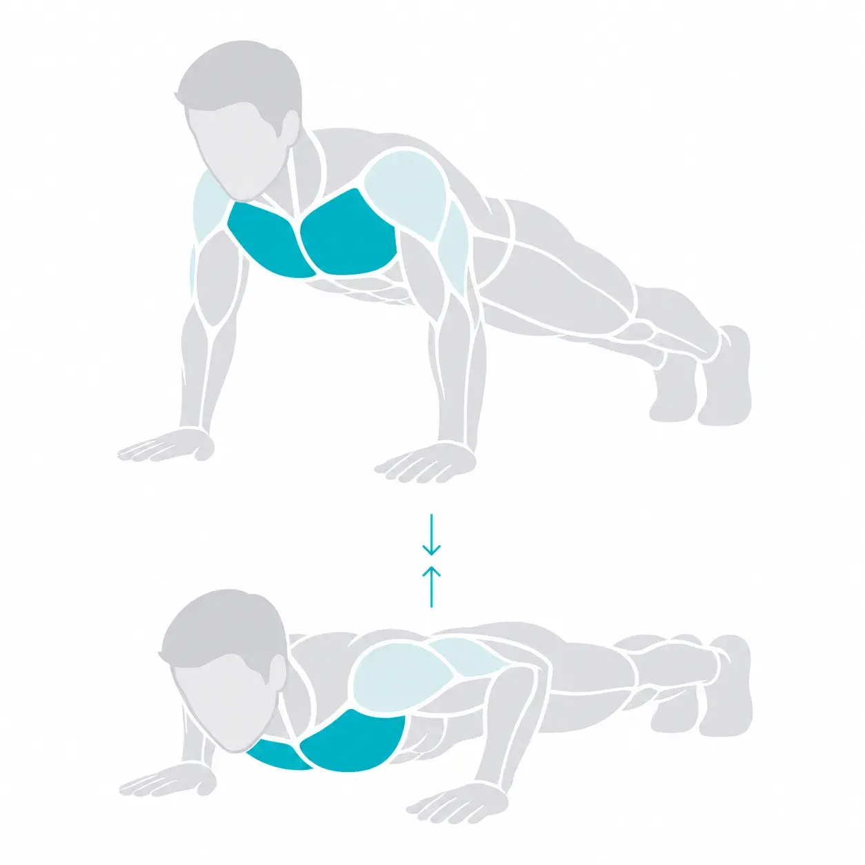 Illustration of a push-up, showing the start and end positions