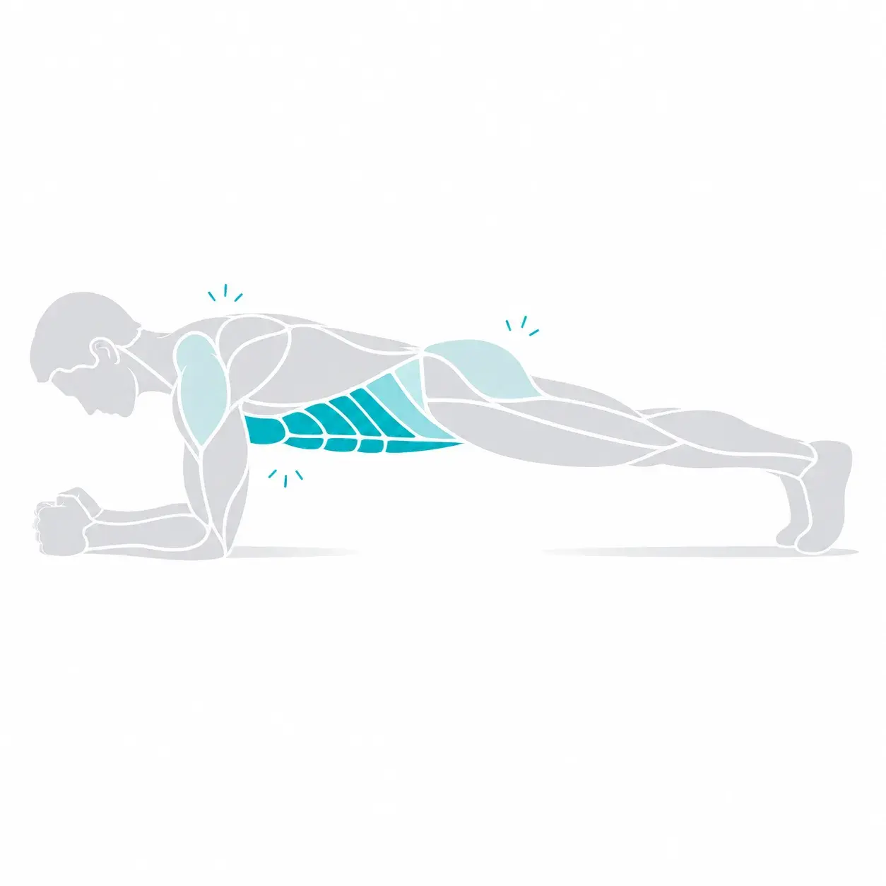 Illustration of a plank, showing the start and end positions