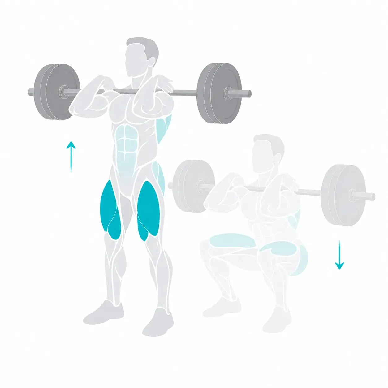 Illustration of a front squat, showing the start and end positions