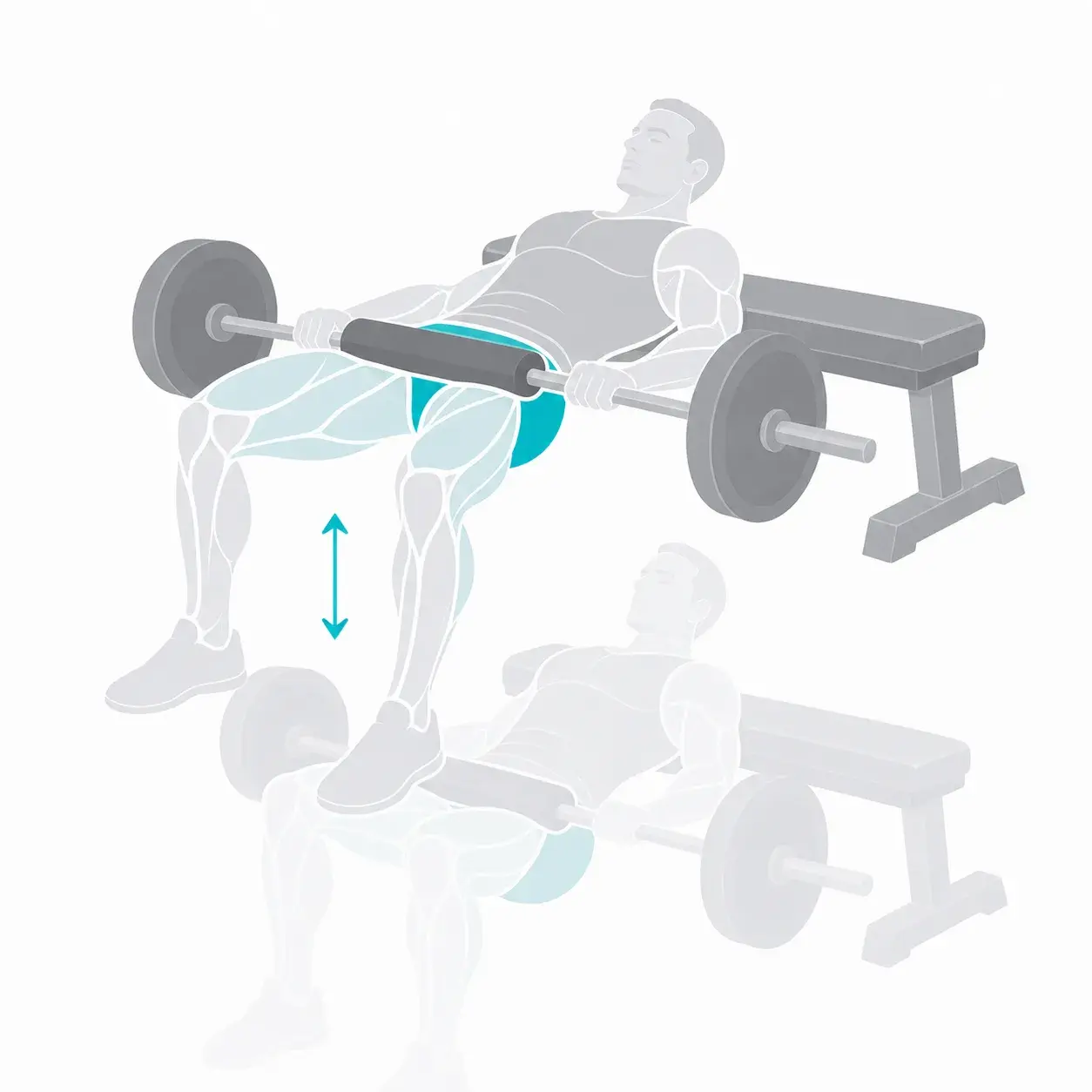Illustration of a hip thrust, showing the start and end positions