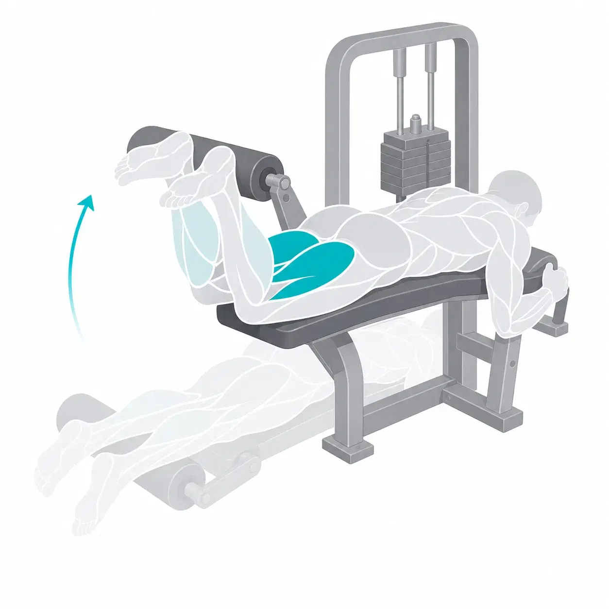 Illustration of a leg curl, showing the start and end positions